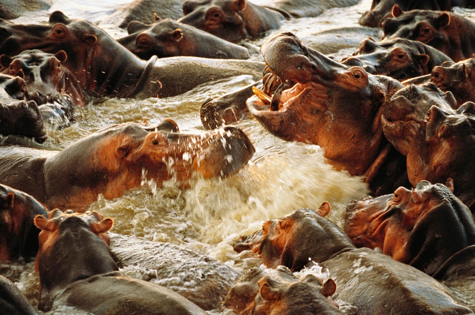 pod-15-02-2021_nationalgeographic_1061390.ngsversion.1611679968539.adapt.1900.1.jpg