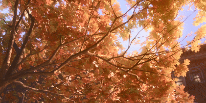 IMG_3051.GIF