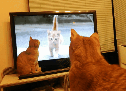 IMG_4310.GIF