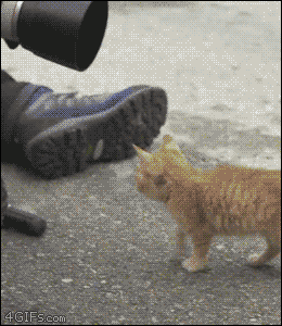 IMG_4312.GIF