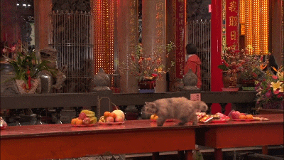 IMG_4326.GIF