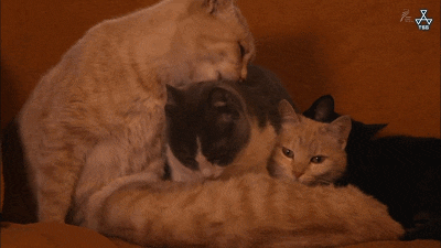 IMG_4329.GIF