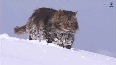 IMG_4331.GIF