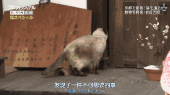 IMG_4342.GIF