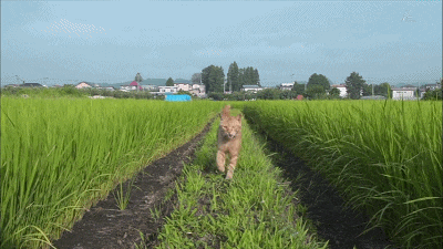 IMG_4351.GIF
