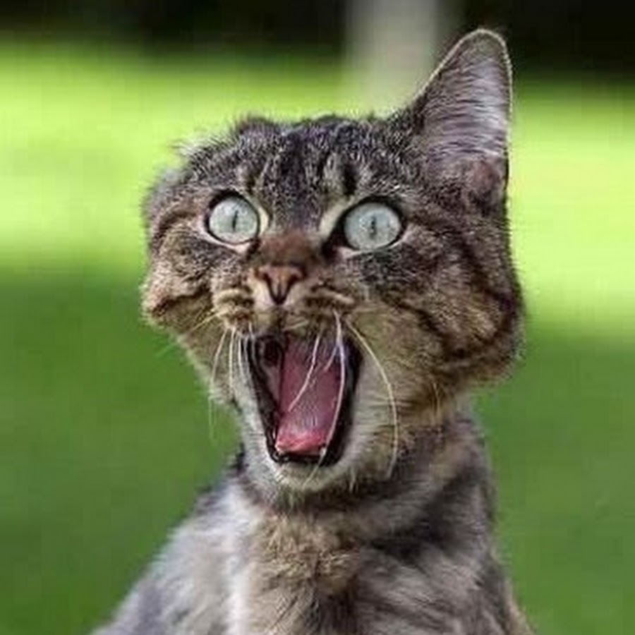 One-Ear-Funny-Scared-Cat-Face.jpg