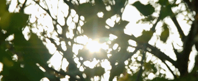 IMG_0296.GIF