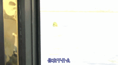 17.gif