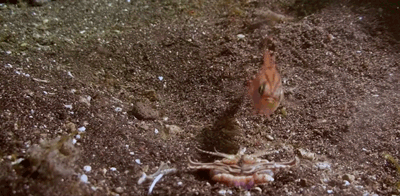5.gif