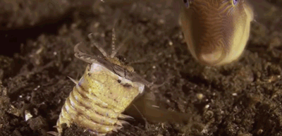6.gif