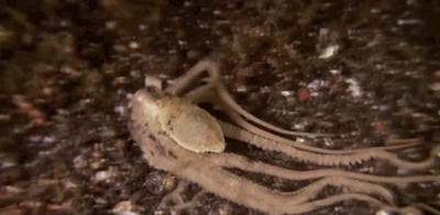 7.gif