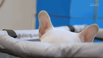 55.gif