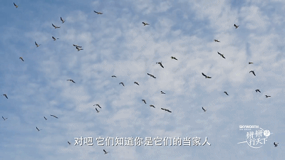 52.gif