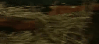 10.gif