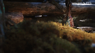 6.gif