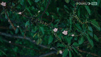 36.gif