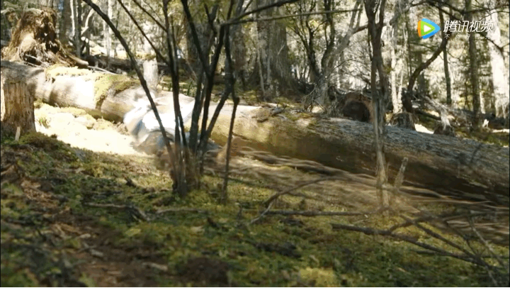 26.gif