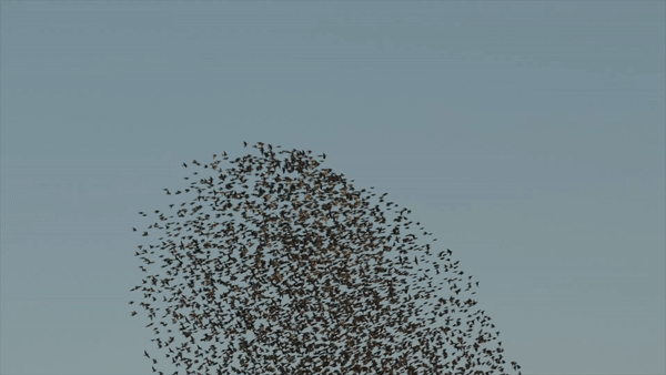 6.gif