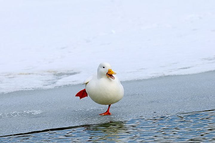 52.png 52.png