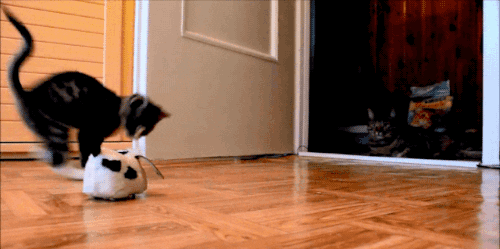 6.gif 6.gif