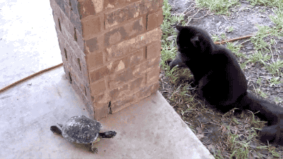 7.gif 7.gif