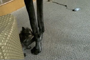 18.gif 18.gif