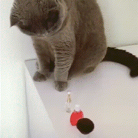 21.gif 21.gif