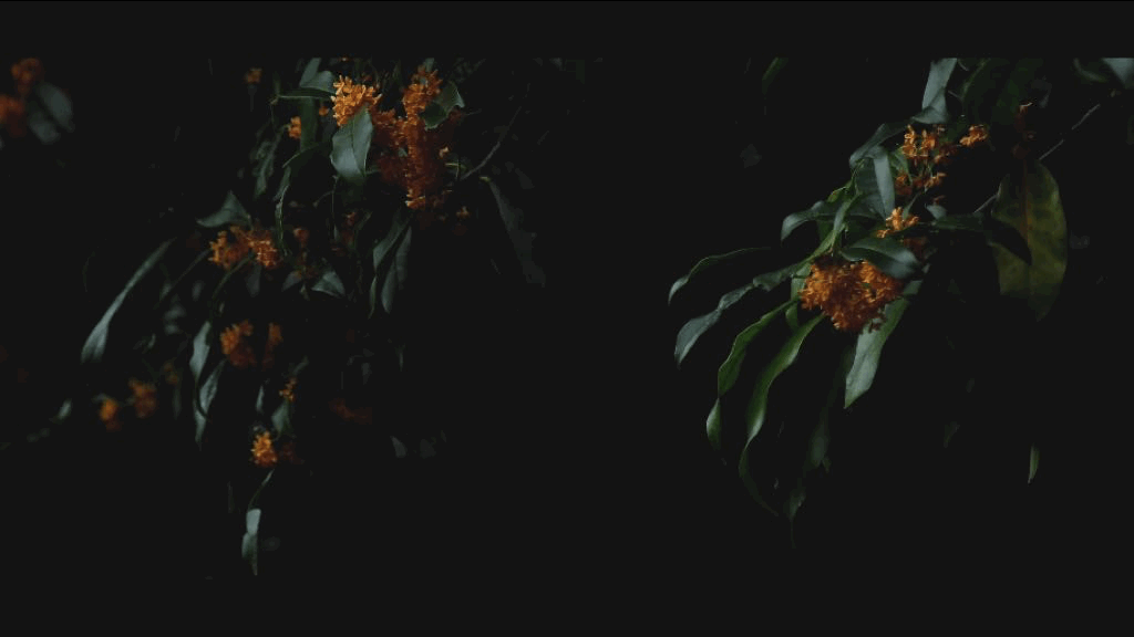 53.gif