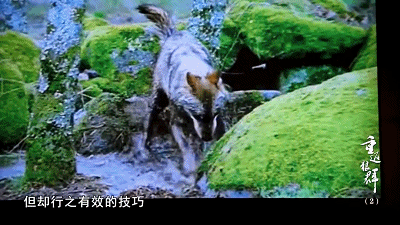 31.gif