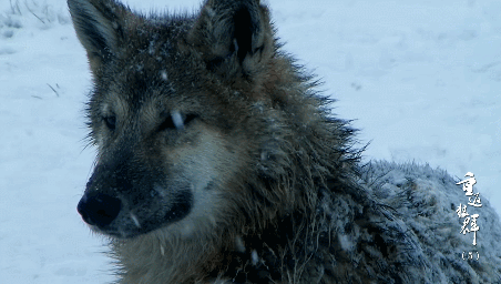 62.gif