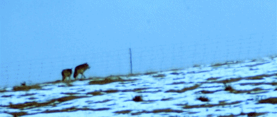 68.gif