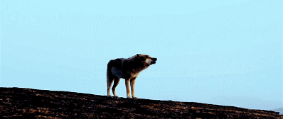 99.gif