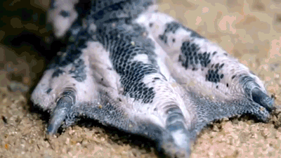 57.gif