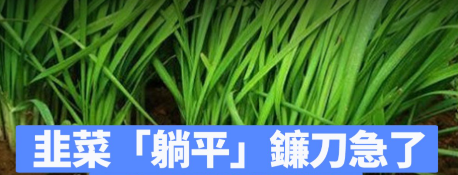 韭菜躺平.PNG
