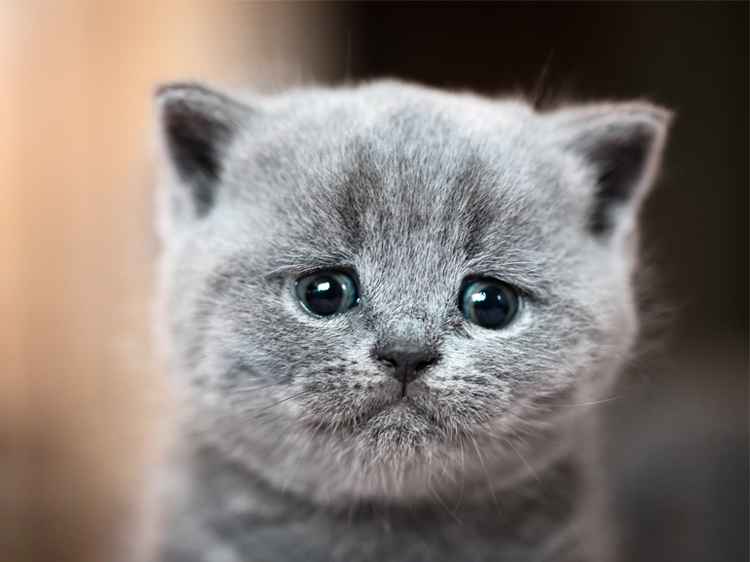 sad-cat-eyes-1.jpg