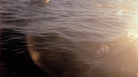 IMG_5679.GIF