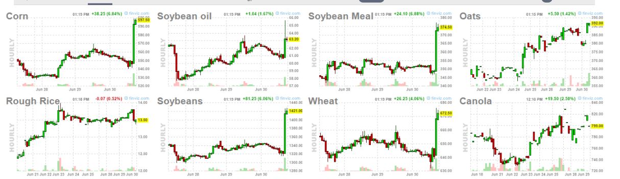 GRAINS210630.JPG