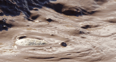 IMG_9934.GIF