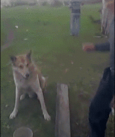 14.gif 14.gif