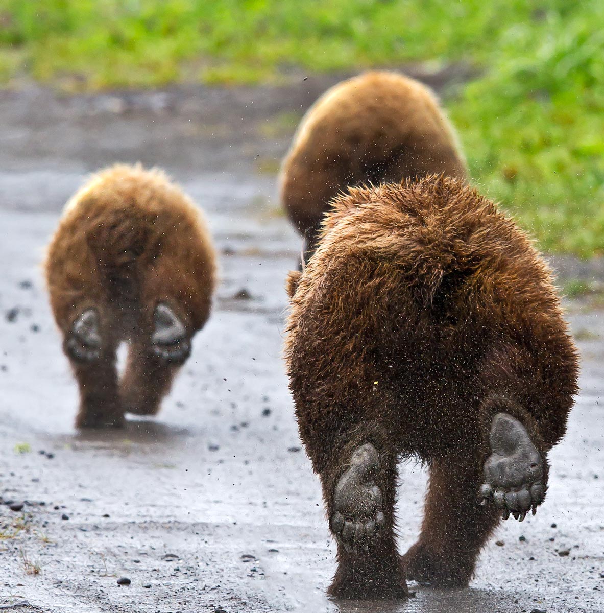 BearsRun_T9C7419.jpg