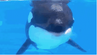 IMG_7360.GIF IMG_7360.GIF