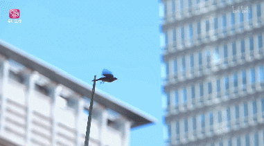 IMG_3265.GIF