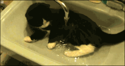 IMG_3209.GIF IMG_3209.GIF