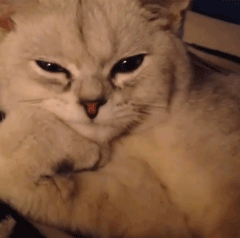 IMG_3210.GIF IMG_3210.GIF