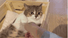 IMG_7334.GIF