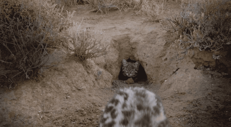 IMG_7361.GIF
