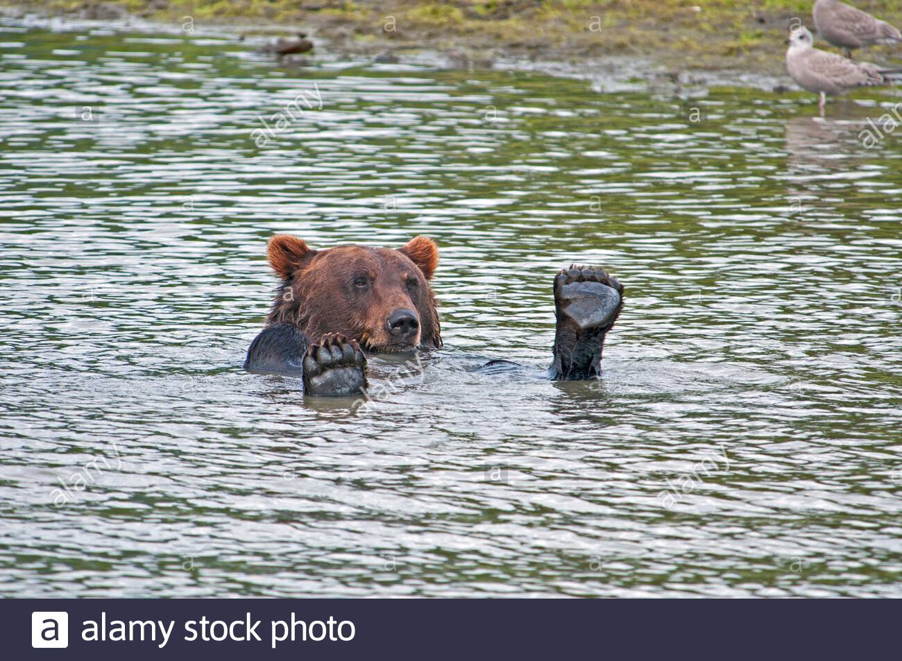 grizzly-bear-in-water-2D10723.jpg