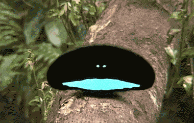 IMG_3956.GIF