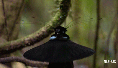 IMG_3968.GIF
