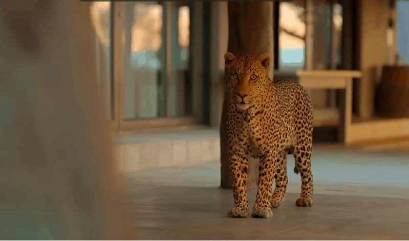 5.gif
